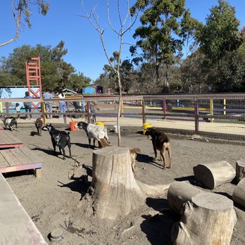Animal Assisted Happiness - Lots of goats - Community Service/Non-Profit Near Me - Sunnyvale, California Animal Assisted Happiness - Lots of goats - Community Service/Non-Profit Near Me - Sunnyvale, California