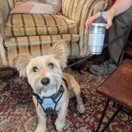 Pet friendly coffee shop with reusable cups!