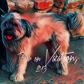 Paws Chateau - This is Bear -- in 2011 (my mistake in the photo). 12 years ago and photoshopped a bit for fun. - Pet Sitting Near Me - Huntington Beach, California Paws Chateau - This is Bear -- in 2011 (my mistake in the photo). 12 years ago and photoshopped a bit for fun. - Pet Sitting Near Me - Huntington Beach, California