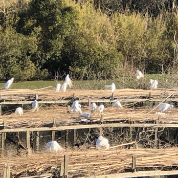 Jungle Gardens - Snowy Egrets Nesting  area - Botanical Gardens Near Me - Avery Island, Louisiana