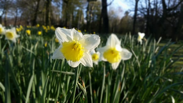 Ormeau Park by null