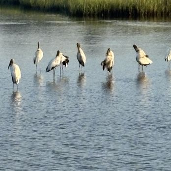West Ashley Greenway - Wood Storks along the Greenway - Hiking Near Me