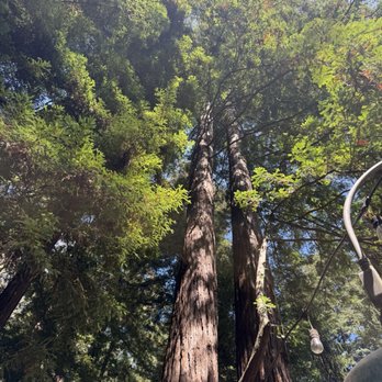 Mystery Spot - At the forests of Santa Cruz - Amusement Parks Near Me - Santa Cruz, California