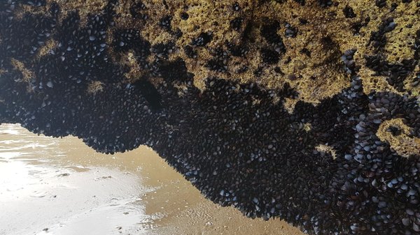 Praia dos Três Irmãos by null