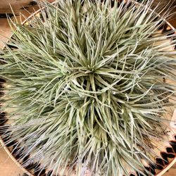 Fiddle & Fern - Tillandsia is a regular in the shop