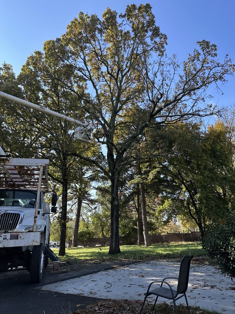 Matias Lawn Tree Service - tree service in Fayetteville, AR