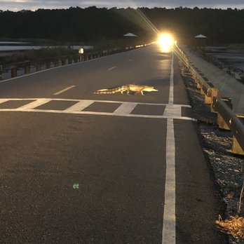 Huntington Beach State Park - also, don't be alarmed when alligators cross the road and take a nap - Parks Near Me - Murrells Inlet, South Carolina