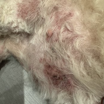Sunset Veterinary Center - The rashes kobe would get - Veterinarians Near Me - Diamond Bar, California