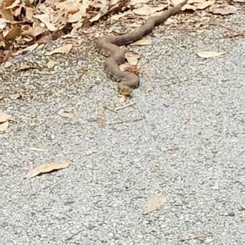 Black Creek Park and Trail - Snake! - Hiking Near Me - Fleming Island, Florida