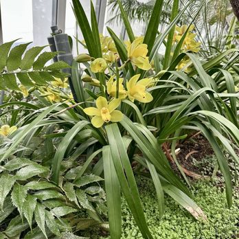 Sky Garden - Orchids 1/2026 - Landmarks & Historical Buildings Near Me - London, XGL Sky Garden - Orchids 1/2026 - Landmarks & Historical Buildings Near Me - London, XGL