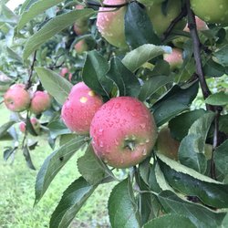 Barrington Heirloom Orchard - Yummy