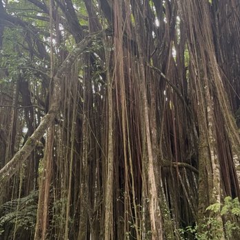 Kona Cloud Forest Sanctuary - Walking Tours Near Me - Kailua-Kona, Hawaii