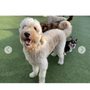 Photo of Social Pet