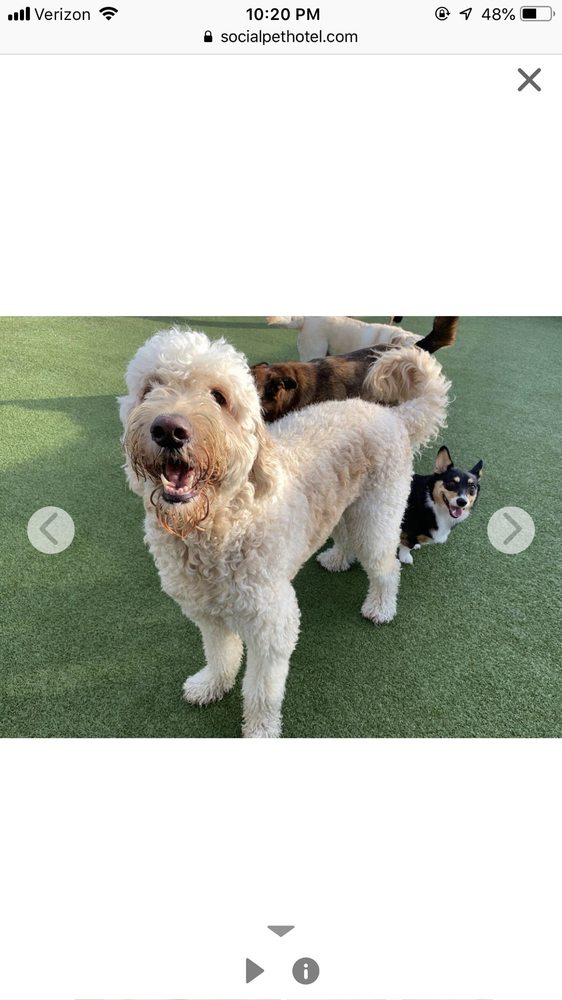 Social Pet - pet boarding facility in Charlotte, NC