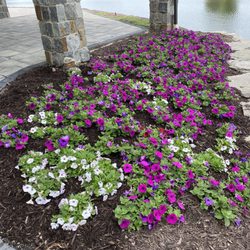 Penrose Nursery - ...some of the flats were mislabeled and we ended up with light pink in our fuscia. Ugh!