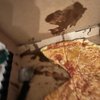 King's Pizzeria gift card