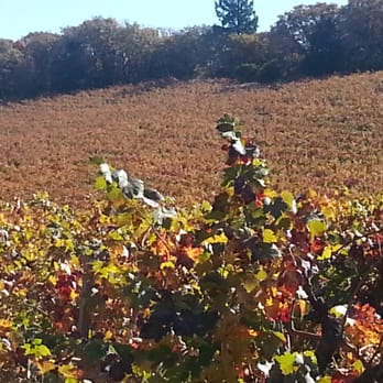 Black Sears - 30 year old Zinfandel vines - Wineries Near Me - Angwin, California Black Sears - 30 year old Zinfandel vines - Wineries Near Me - Angwin, California