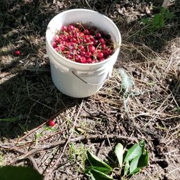 Bucket