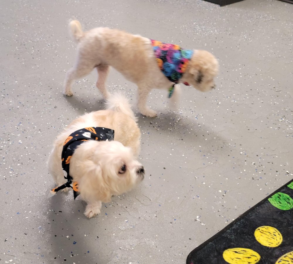 ROXY’S GROOM ROOM Updated July 2024 3044 Cromer Ave NW, Canton, Ohio Pet Groomers Phone