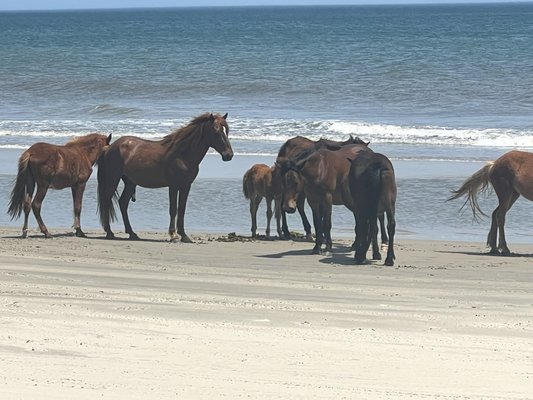Corolla Wild Horse Tours by null