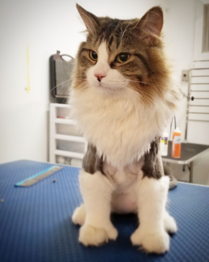 SPA LE PETLANDAIS Updated October 2024 340 Photos 5643 Chemin de la CotedesNeiges