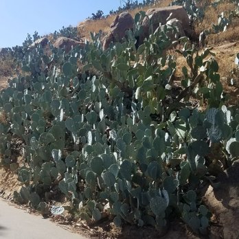 Mount Rubidoux Trail - Had to - Hiking Near Me - Riverside, California