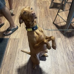Henniker Brewing - Dogs are allowed