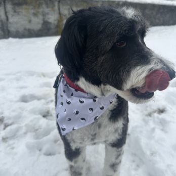 Paws on Main - Pet Groomers Near Me Paws on Main - Pet Groomers Near Me
