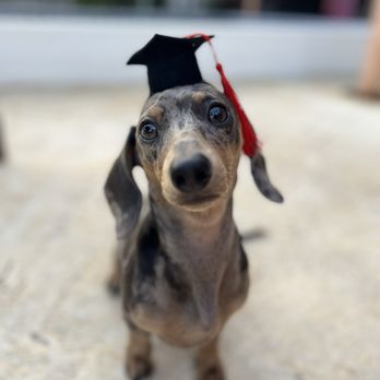 Canine Counselors - Graduation day - Pet Training Near Me - Miami, Florida Canine Counselors - Graduation day - Pet Training Near Me - Miami, Florida