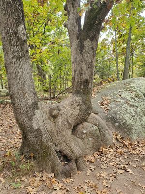 Elephant Rocks State Park by null