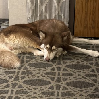 Paws And Claws Hotel & Spa - Runa - Pet Services Near Me - Laredo, Texas Paws And Claws Hotel & Spa - Runa - Pet Services Near Me - Laredo, Texas