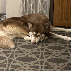 Paws And Claws Hotel & Spa - Runa