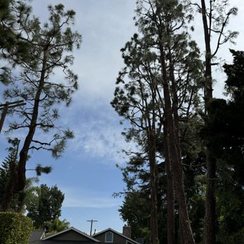 Cali Green Tree Experts - Tree Services Near Me