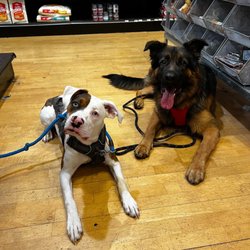 4 On the Floor Dog Training