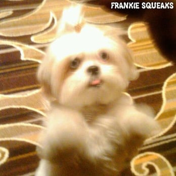 Groomingdales - Frankie after her first visit to Groomingdales! - Pet Groomers Near Me - Glendale, California Groomingdales - Frankie after her first visit to Groomingdales! - Pet Groomers Near Me - Glendale, California