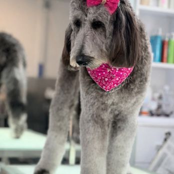 Paws in Motion DB - Pet Groomers Near Me Paws in Motion DB - Pet Groomers Near Me