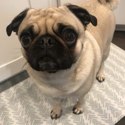 The Pet Nana