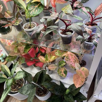 The Plant Sitter - Nurseries & Gardening Near Me - San Jose, California The Plant Sitter - Nurseries & Gardening Near Me - San Jose, California