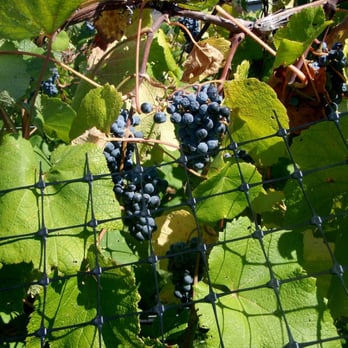 Chrysalis Vineyards - Norton grapes - Wine Tasting Room Near Me - Middleburg, Virginia