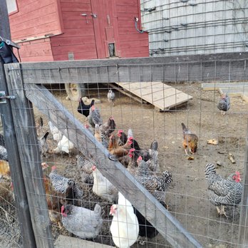 Cobb Hill Cheese - chickens in a fenced in area - Cheese Shops Near Me - Hartland, Vermont Cobb Hill Cheese - chickens in a fenced in area - Cheese Shops Near Me - Hartland, Vermont