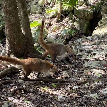 Iberostar Waves Quetzal - Coatis - Hotels Near Me - Cancún, ROO