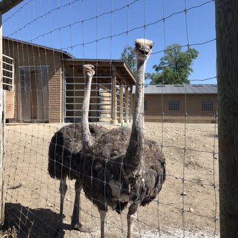 Blank Park Zoo - Ostriches checking us out. - Zoos Near Me - Des Moines, Iowa Blank Park Zoo - Ostriches checking us out. - Zoos Near Me - Des Moines, Iowa