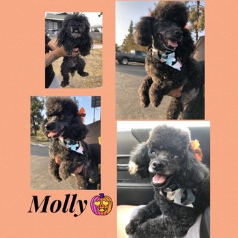 Animal Kingdom - Best cut ever! - Pet Groomers Near Me - Colton, California Animal Kingdom - Best cut ever! - Pet Groomers Near Me - Colton, California