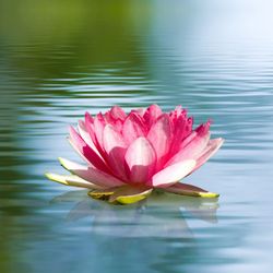Labotox Med Spa - Labotox Med Spa. Professional aesthetic medicine for your mind and body.