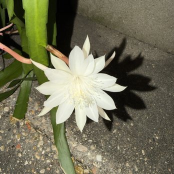 Sunrise Trading Company - Night blooming cactus - Nurseries & Gardening Near Me - Kenner, Louisiana