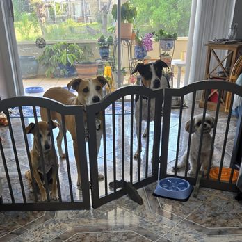 Village Pet Pals - Pet Transportation Near Me - West Palm Beach, Florida Village Pet Pals - Pet Transportation Near Me - West Palm Beach, Florida