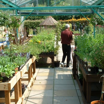 Poplar Tree - Nurseries & Gardening Near Me - Durham, DUR