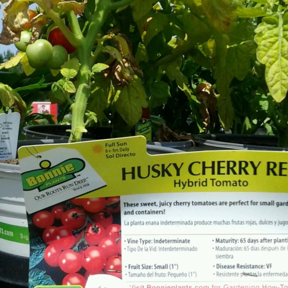 Lowe's Home Improvement - Tomato plant. - Hardware Stores Near Me - Douglasville, Georgia Lowe's Home Improvement - Tomato plant. - Hardware Stores Near Me - Douglasville, Georgia