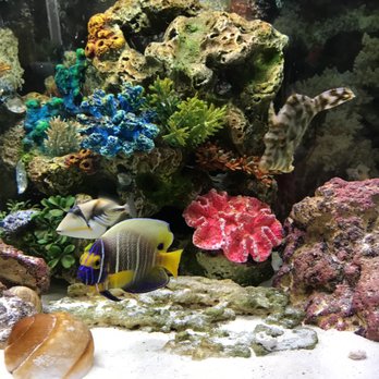Blue Planet Aquarium Reefs and Reptiles - This blue face is one of my favorites he will be changing into an adult soon:) - Local Fish Stores Near Me - Fresno, California