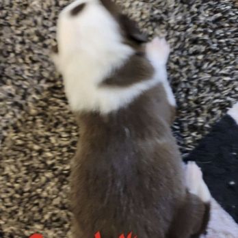 Misty Mountain Border Collies - Pet Breeders Near Me
